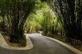 Sinuous asphalt road in shady bamboo on sunny spring day Royalty Free Stock Photo