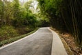 Sinuous asphalted road in shady bamboo on sunny spring day Royalty Free Stock Photo