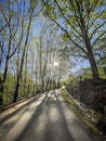 A sinuous backlit road with tall trees on the sides where the sun rays are filtering through Royalty Free Stock Photo