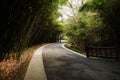 Sinuous blacktop in shady bamboo on sunny spring day Royalty Free Stock Photo