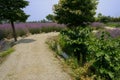 Sinuous countryroad in purple blooming farmlands Royalty Free Stock Photo