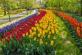 Sinuous lines of tulips and hyacinths in the Keukenhof Gardens in the Netherlands Royalty Free Stock Photo