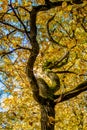 Sinuous oak trunk with yellow foliage