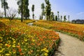 Sinuous path in flowering corn poppy field on hillside of sunny