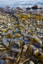 Sinuous shape of bull kelp on rocky beach leads the eye into the sea Royalty Free Stock Photo