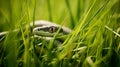 A sinuous snake slithering through tall grass in a field, AI Generative Royalty Free Stock Photo