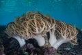 Sinuous Soft Corals in Raja Ampat