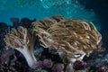 Sinuous Soft Corals on Shallow Reef in Indonesia