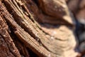 Sinuous texture of a dry wooden trunk Royalty Free Stock Photo