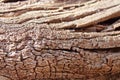 Sinuous texture of a dry wooden trunk Royalty Free Stock Photo