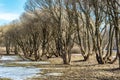 Sinuous tree trunks and tangled bare branches of the trees