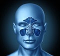 Sinus cavity on a human head Royalty Free Stock Photo