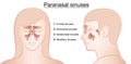 Sinuses Anatomical Representation