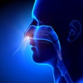 Sinuses - Breathing / Human Anatomy Royalty Free Stock Photo