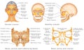 Sinuses of Nose Royalty Free Stock Photo