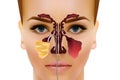 Sinusitis. Healthy and inflammation nasal sinus vector illustration