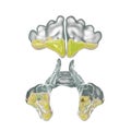 Sinusitis, inflammation of paranasal cavities. 3D illustration showing purulent inflammation of frontal and maxillary sinuses