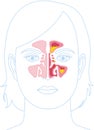 Sinusitis, vector illustration