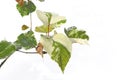 siolated waru leaves Royalty Free Stock Photo