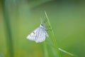 Siona lineata, the black-veined moth, is a moth of the family Geometridae.