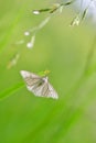 Siona lineata, the black-veined moth