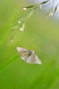 Siona lineata, the black-veined moth