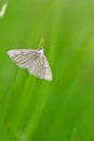 Siona lineata, the black-veined moth