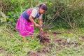 Siona Woman Cutting Yucca From The Garden