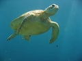 Sipadan green sea turtle underwater Royalty Free Stock Photo