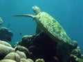 Sipadan green turtle coral reef borneo Royalty Free Stock Photo