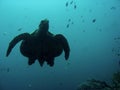 Sipadan sea turtle swimming underwater borneo Royalty Free Stock Photo