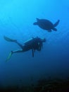 Sipadan Turtle scuba diver underwater borneo Royalty Free Stock Photo