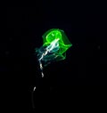 Siphonophore with green protein at night. Royalty Free Stock Photo