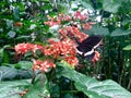 Sipping Butterfly .Black and white . Royalty Free Stock Photo