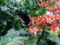 Sipping Butterfly .Black and white . Royalty Free Stock Photo