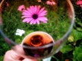Sipping Glass of Shiraz Red Wine Garden Flower Theme in Spring Time