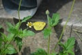 Yellow Grass butterfly on a White and Yellow Shaggy Soldier wildflower in Thailand.