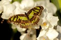 Siproeta stelenes butterfly Royalty Free Stock Photo