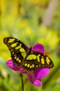 Siproeta stelenes butterfly on the orchid flower Royalty Free Stock Photo