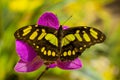 Siproeta stelenes butterfly on the orchid flower