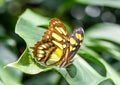 Siproeta Stelenes Butterfly Royalty Free Stock Photo