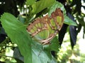 Siproeta stelenes Malachite butterfly or Der Malachitfalter Schmetterling Metamorpha stelenes, Flower Island Mainau