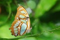 Siproeta stelenes- Pearly Malachite in Forest Royalty Free Stock Photo