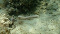 Sipunculid worms or peanut worms Sipunculus Sipunculus nudus undersea, Aegean Sea