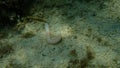 Sipunculid worms or peanut worms Sipunculus Sipunculus nudus undersea, Aegean Sea