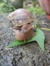 Siput & x28;snail& x29; eat fresh spinach