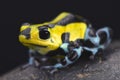 Sira poison dart frog (Ranitomeya lamasi highland form) Royalty Free Stock Photo