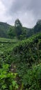 Sirah Kencong Tea Plantation Royalty Free Stock Photo