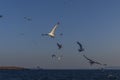 Siren reefs foca izmir Turkey Royalty Free Stock Photo