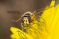 Sirfidae on dandelion flower